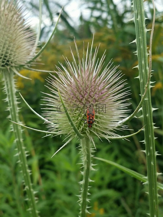 野生的卡,错误,甲虫