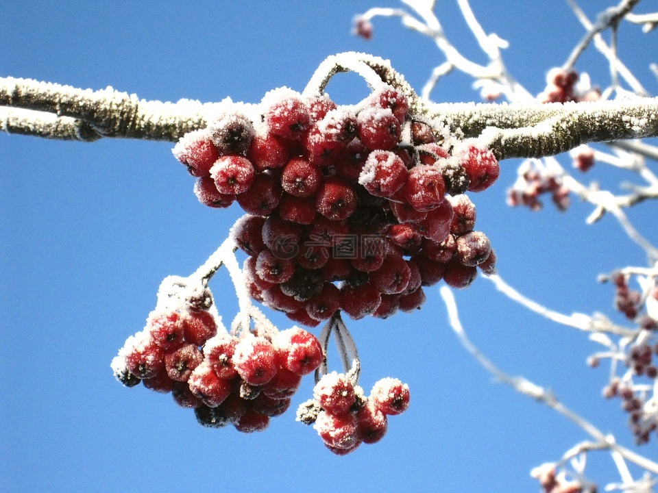 冬天,罗恩浆果,红色