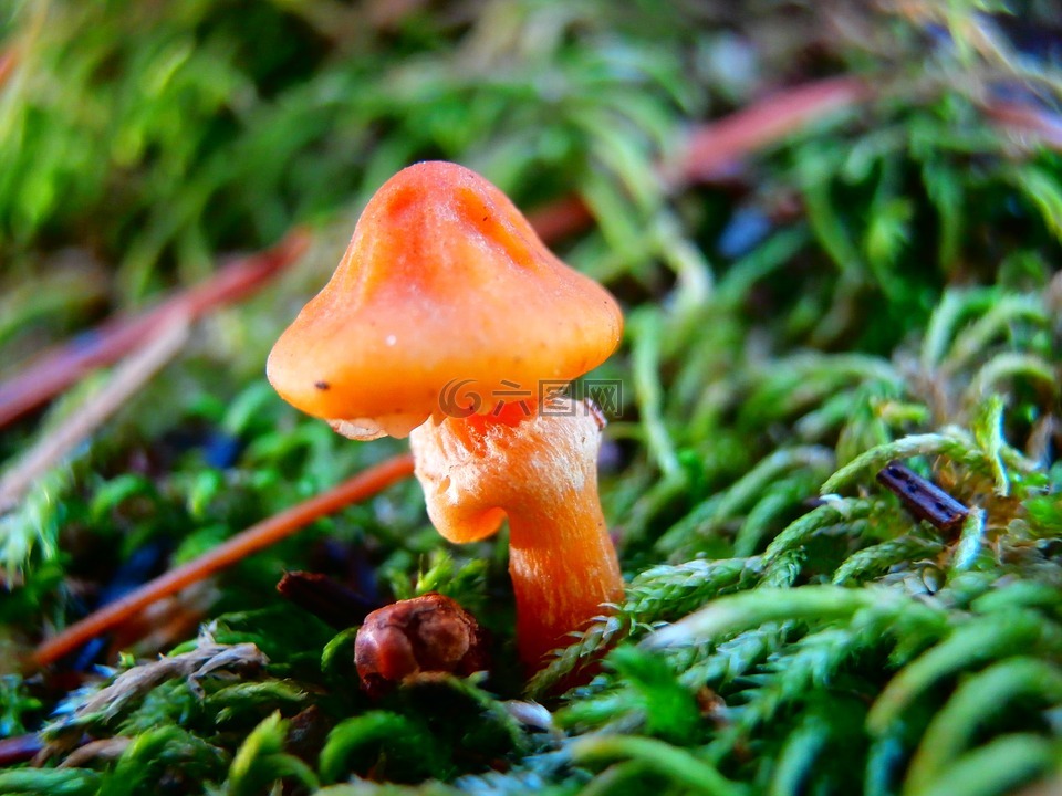 橙色,蘑菇,藓类植物