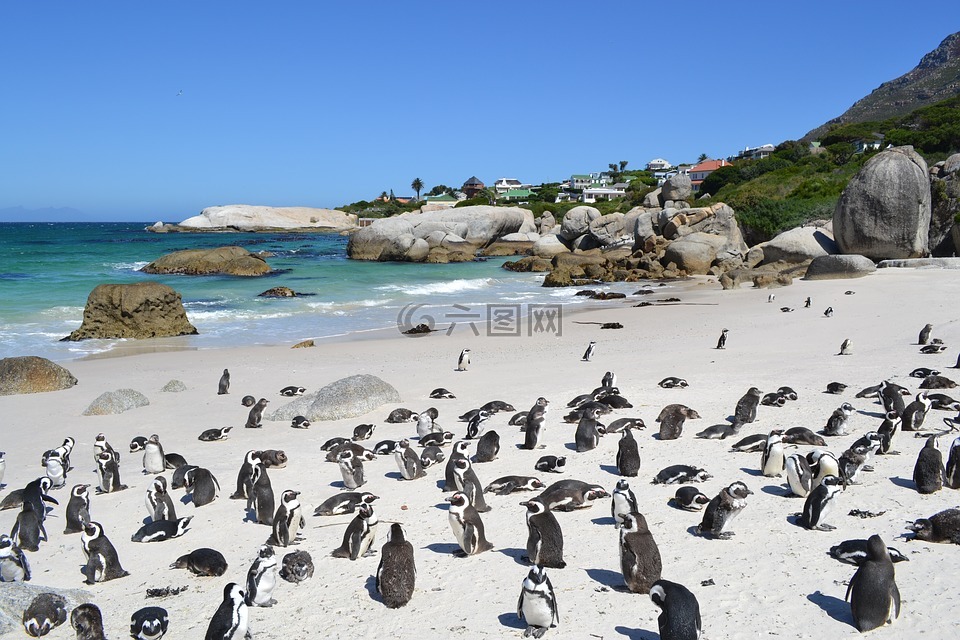 企鹅,南非,开普敦