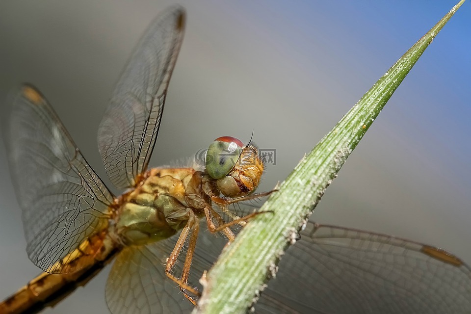 蜻蜓,昆虫,特写