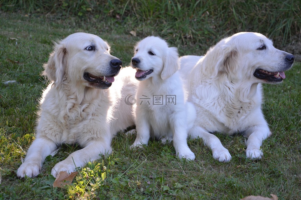 狗,小狗,女性