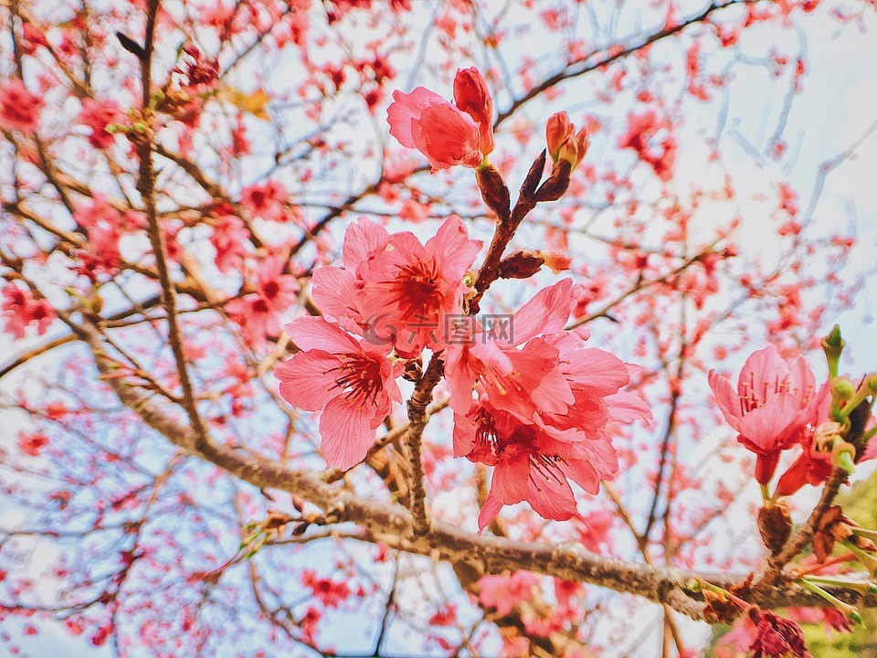 櫻花,花,春天