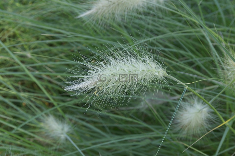 狼尾草,砂仁,草