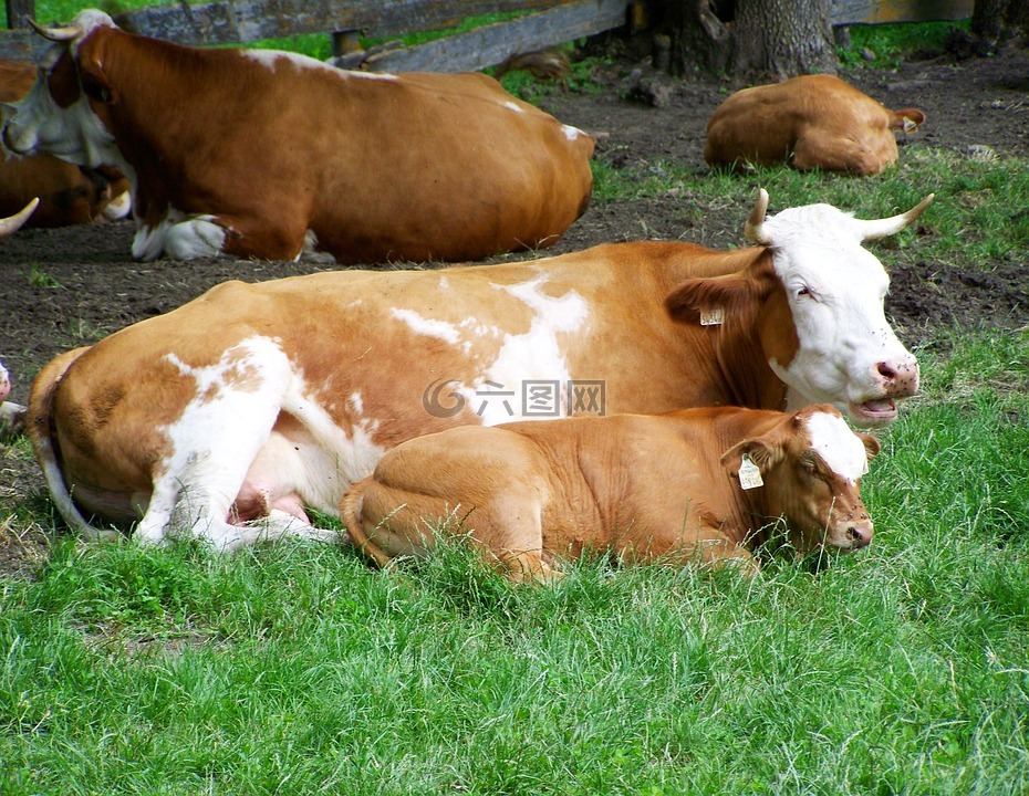 棕色和白色的牛,母亲和博尔哈,黄牛