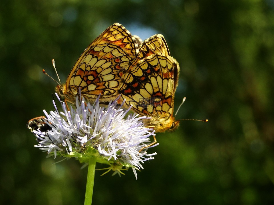 性质,昆虫,蝴蝶的一天高清图库素材免费下载(图片编号:6745588)