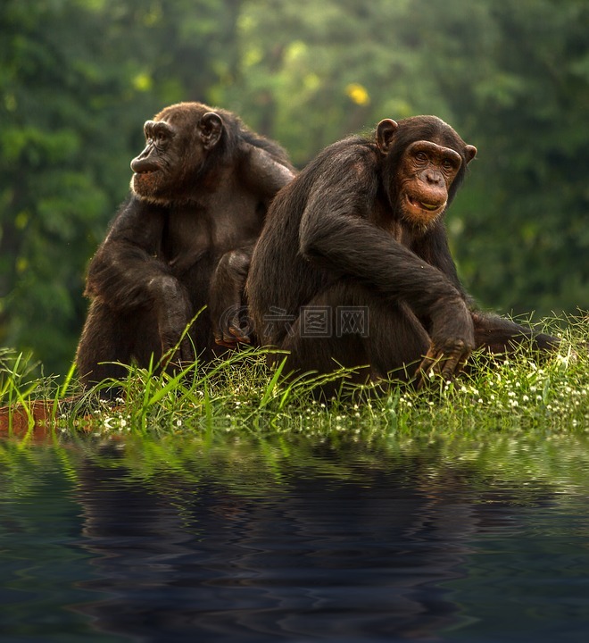黑猩猩,褐色,倭黑猩猩
