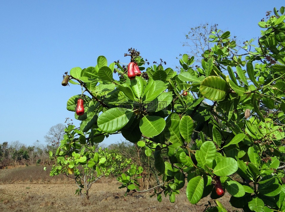 腰果,水果,树