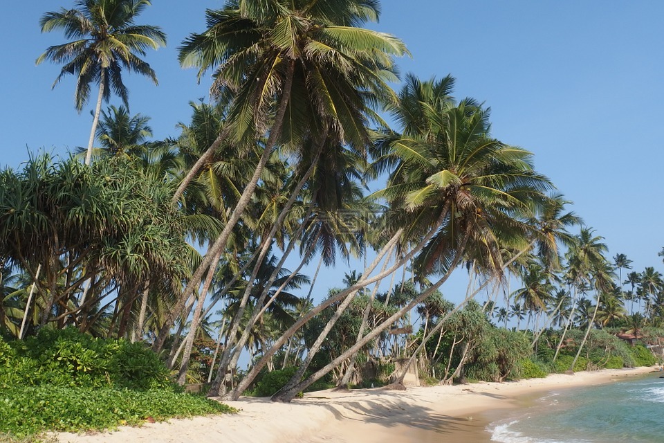 斯里兰卡,树,海滩