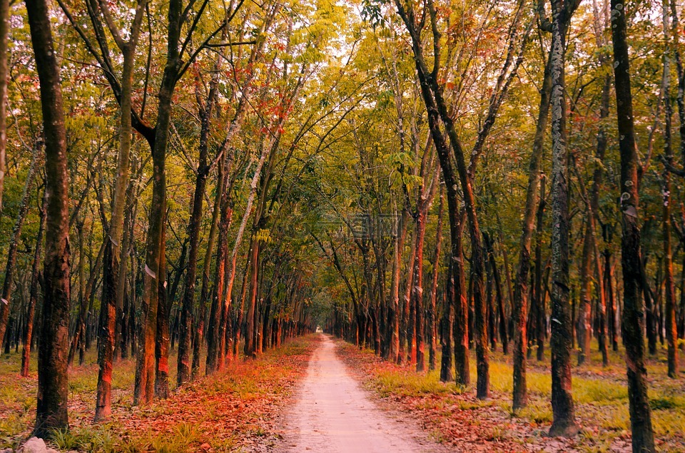 橡胶,路,晴朗