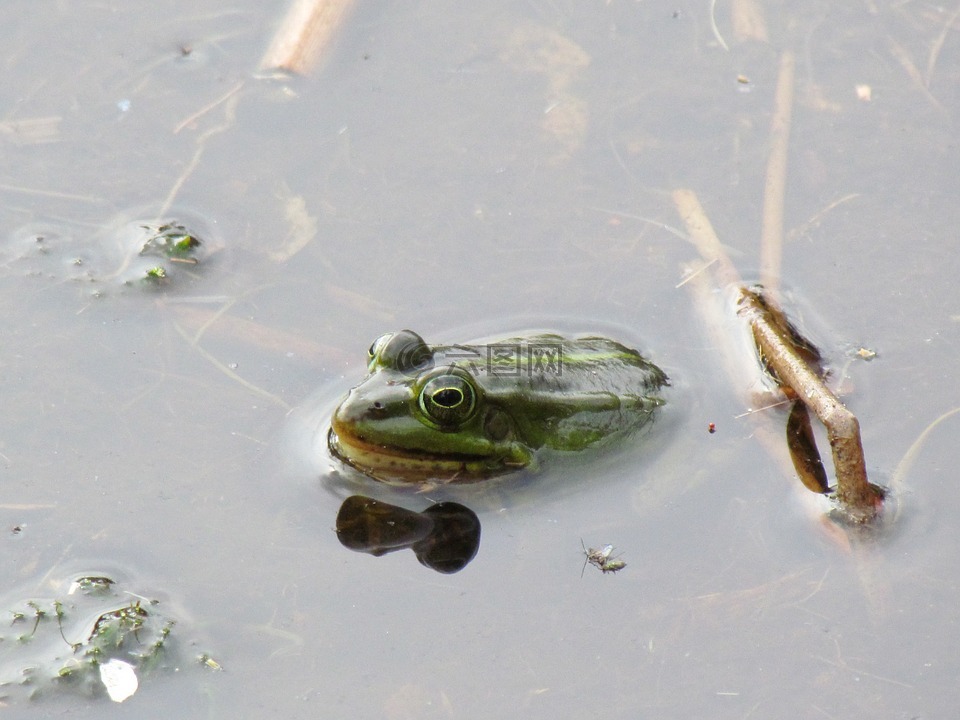 绿色的小青蛙,国际塑橡胶工业,性质