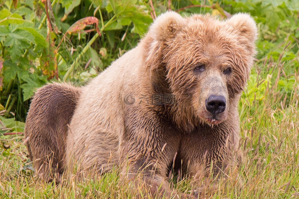 科迪亚克棕熊,哺乳动物,捕食者