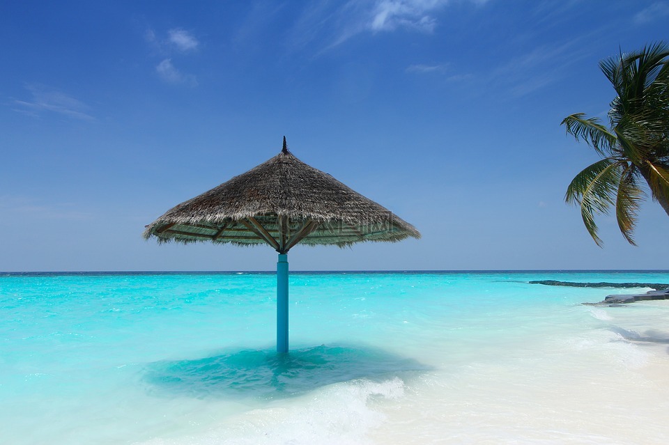 马尔代夫,棕榈树,海滩