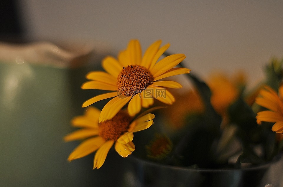 鲜花,黄色,向日葵