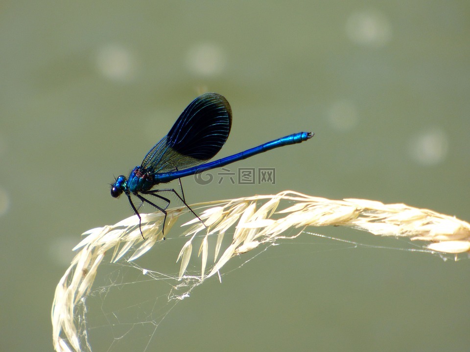 蓑羽,蜻蜓,蓝色