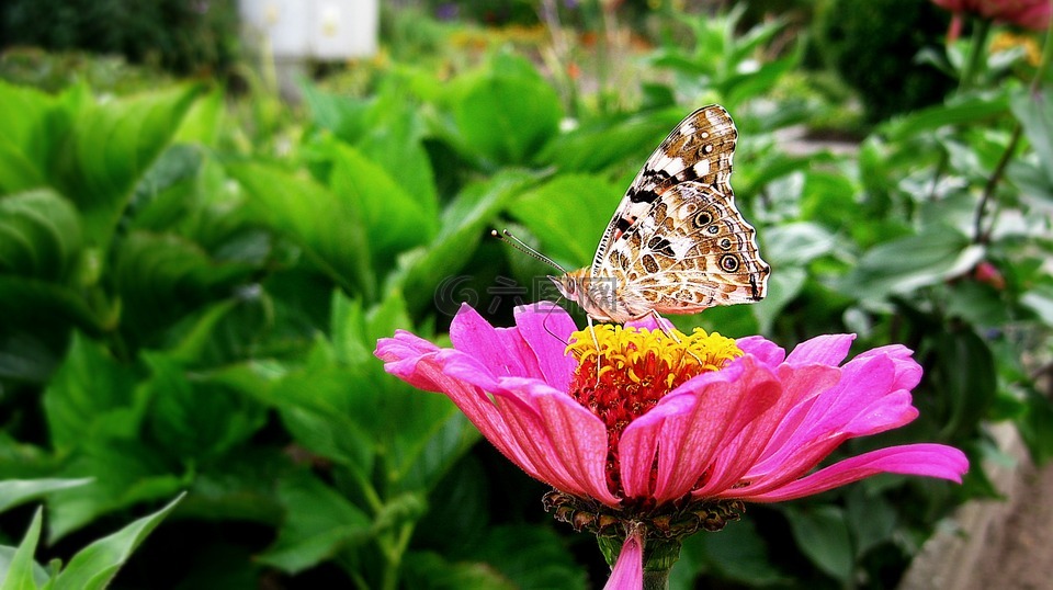 蝴蝶,自然,花園