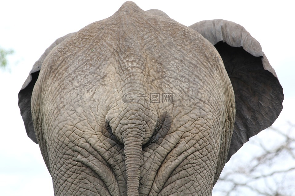 象,臀部,非洲
