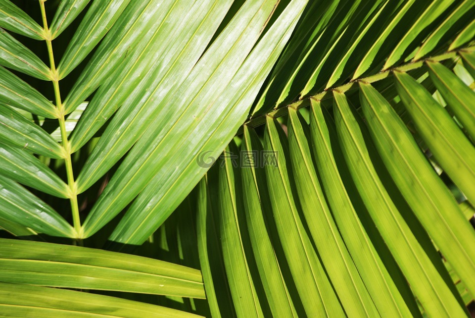 棕榈,植物,叶子