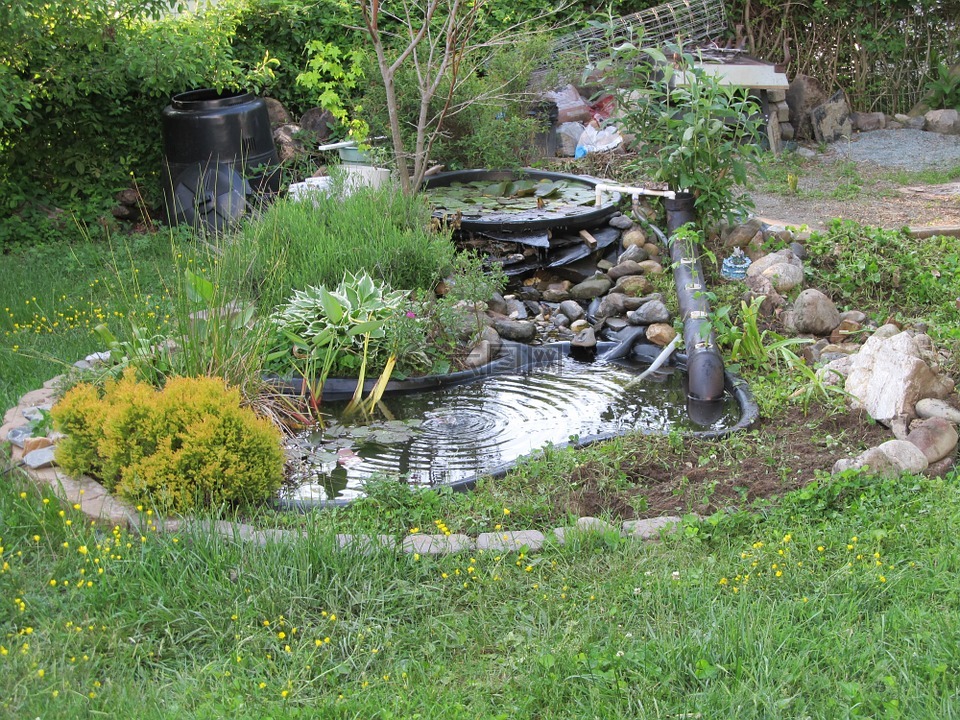 池,后院,花园