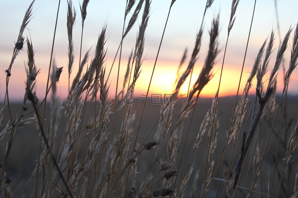 日落,小麦,峰值