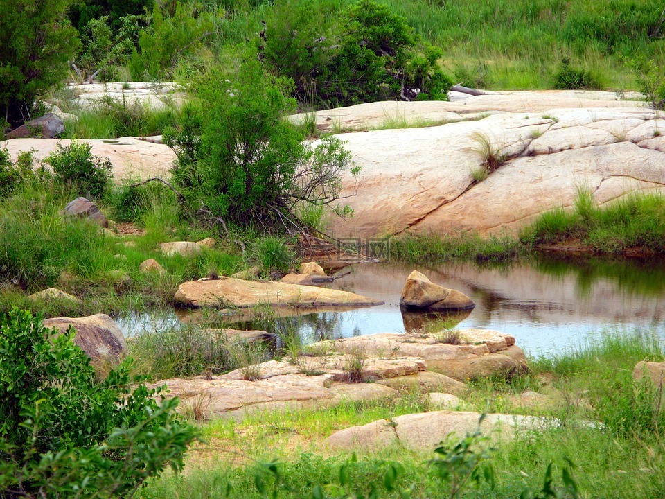 克鲁格国家公园,池,石头