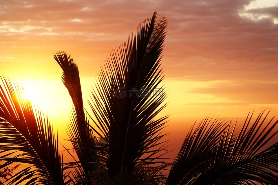 棕榈,留尼旺岛,日落