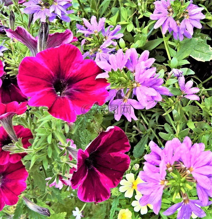 鲜花,深红色矮牵牛,紫色天竺葵