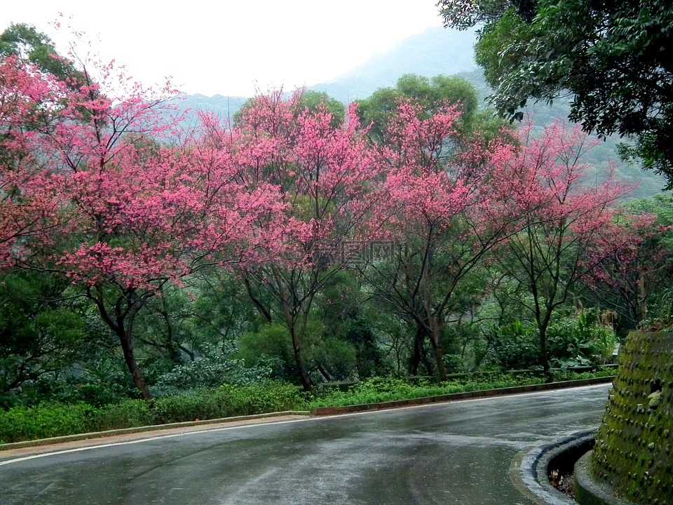 台灣,櫻花,風景