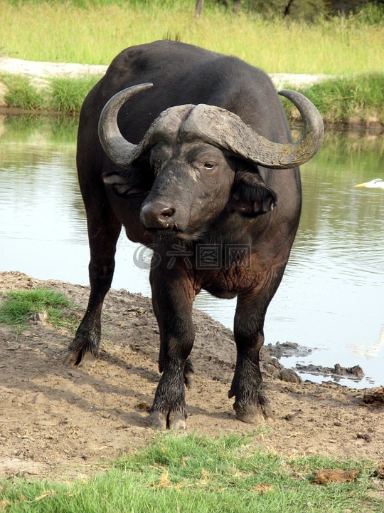 水牛,非洲,动物