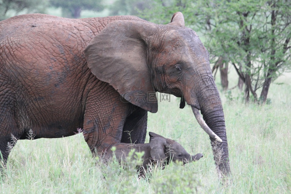 象,非洲,坦桑尼亚