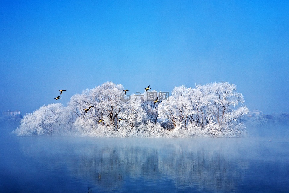 冬季,候鸟,湖