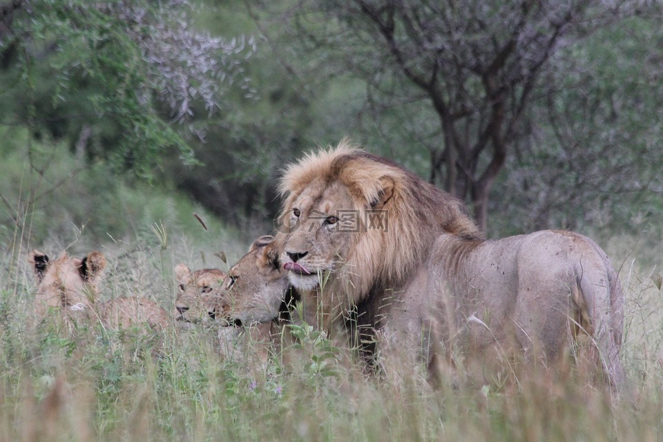 狮子,非洲,坦桑尼亚