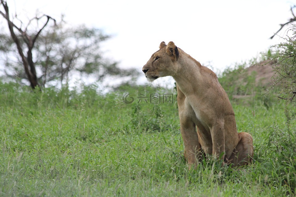 母狮,非洲,坦桑尼亚