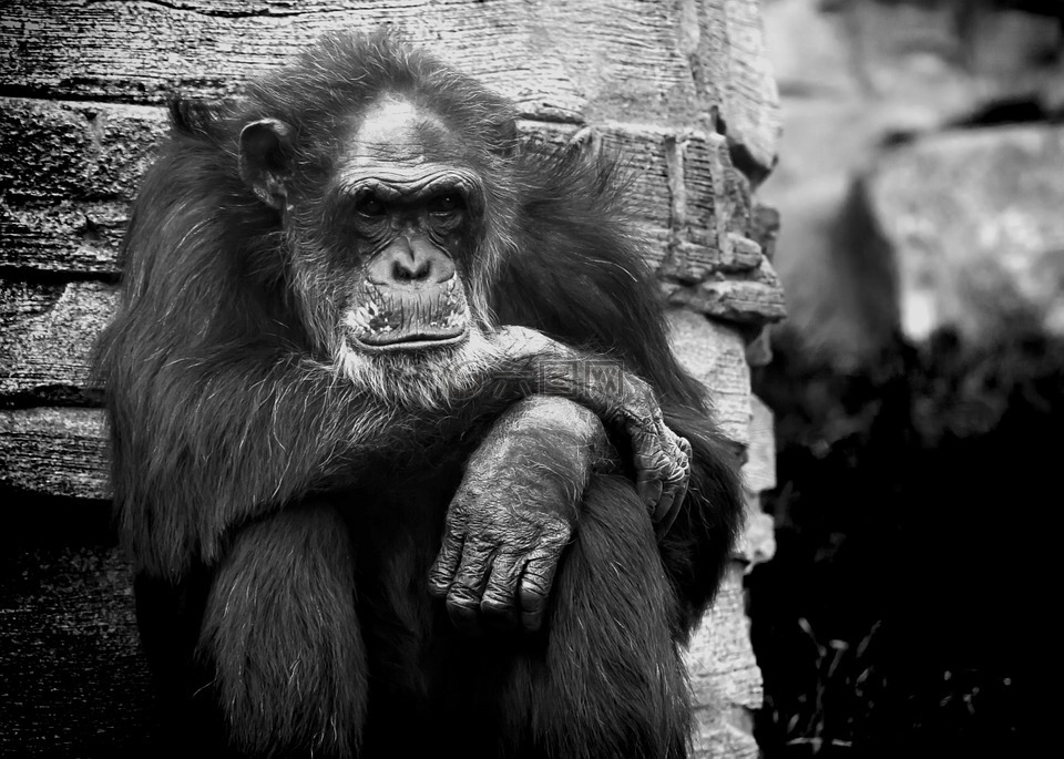 猴子,chimpanse,黑白色