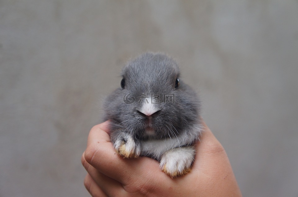 兔子,可爱,毛绒