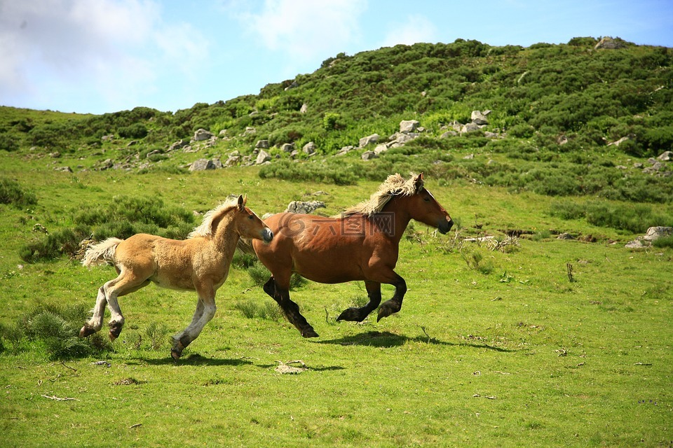马,景观,动物