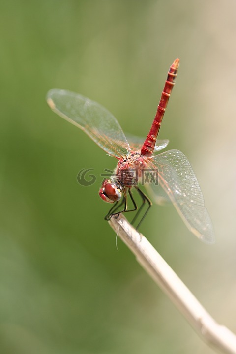 蜻蜓,红色,昆虫
