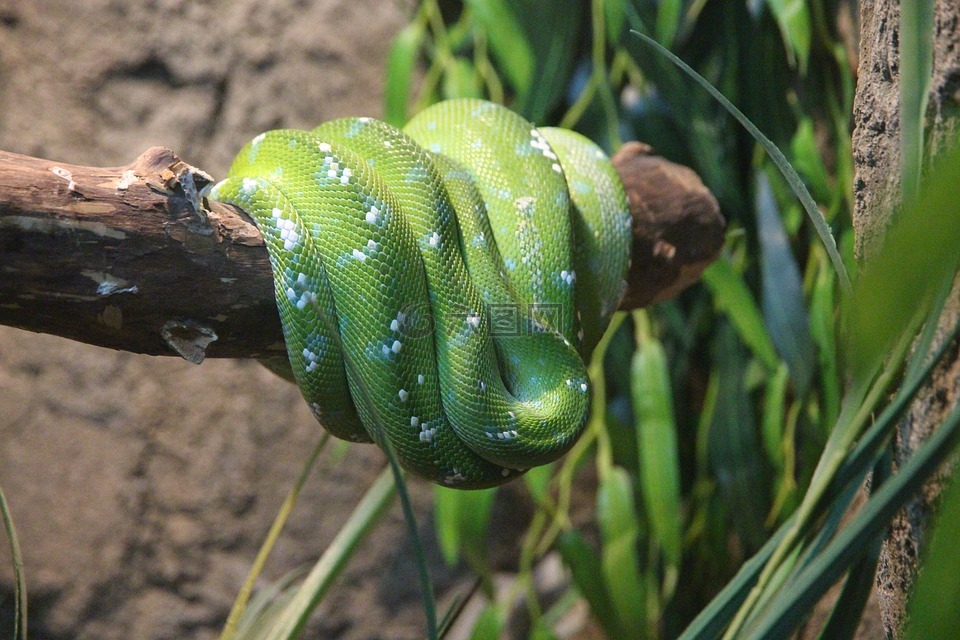 绿色的蟒蛇,莫雷利亚的贝,python