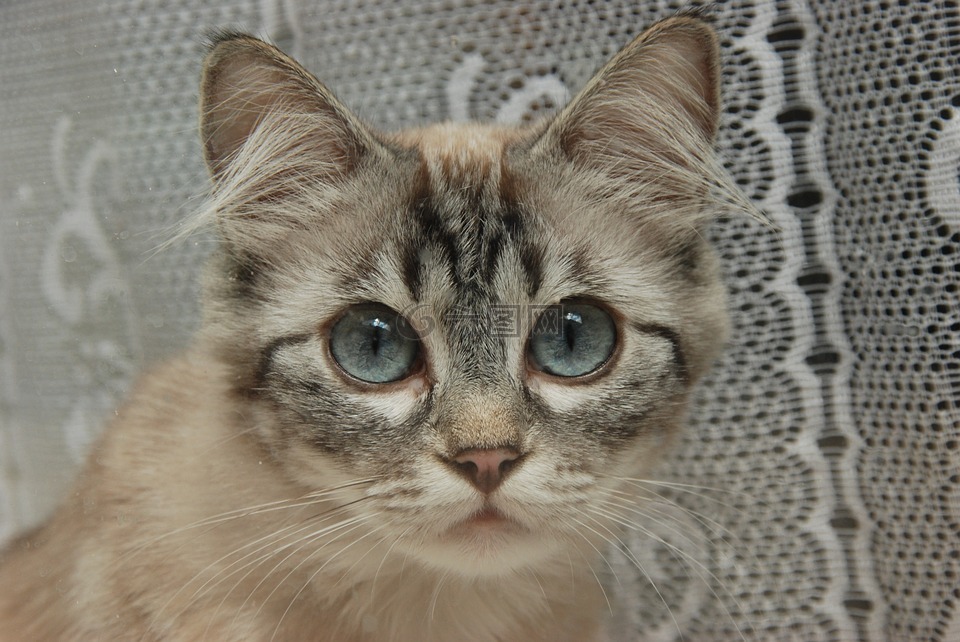 猫咪,眼睛,蓝色