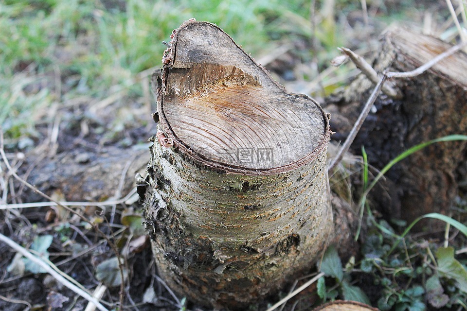 树桩,吠,木