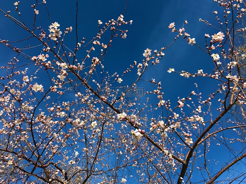 flower,sky,hongluoshi