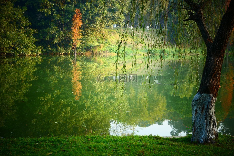 柳树,湖,风景