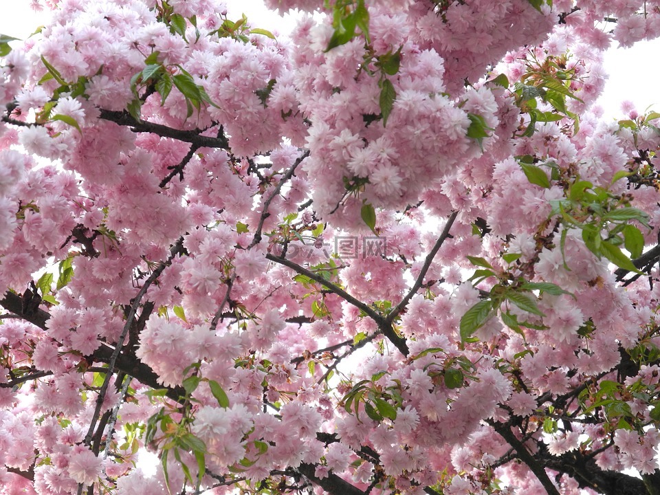 樱花,四月,春天
