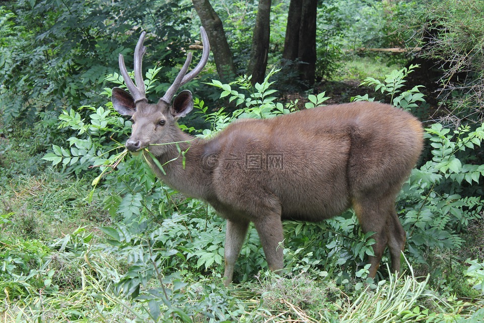 鹿,雄鹿,野生動物