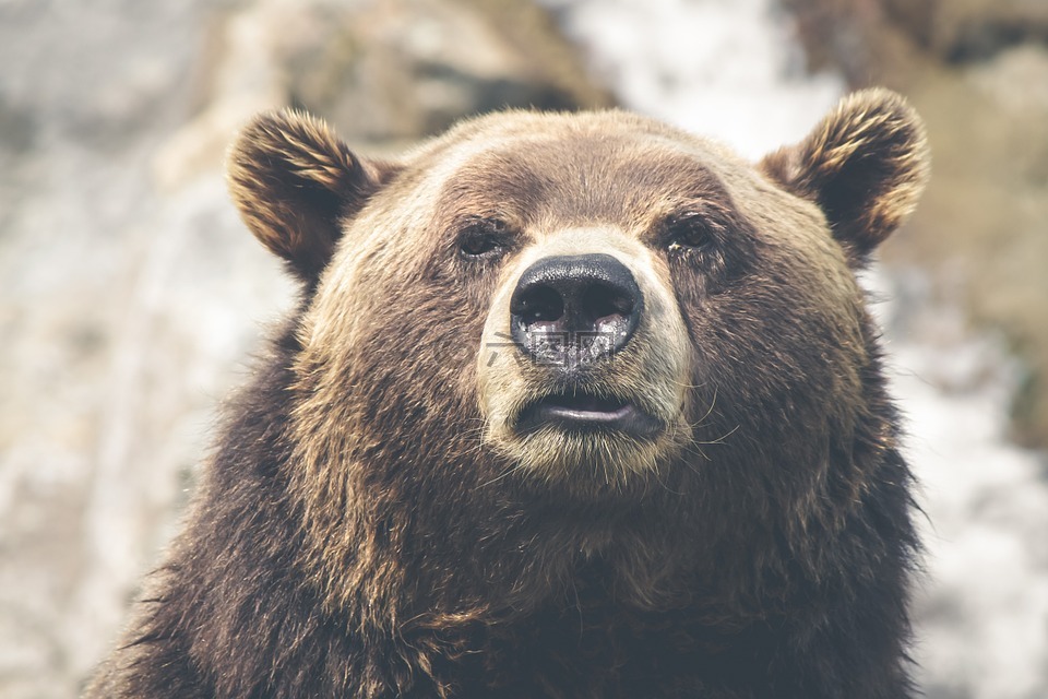 棕色的熊,灰熊,加拿大
