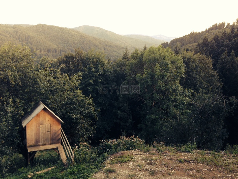 森林,小屋,狩猎