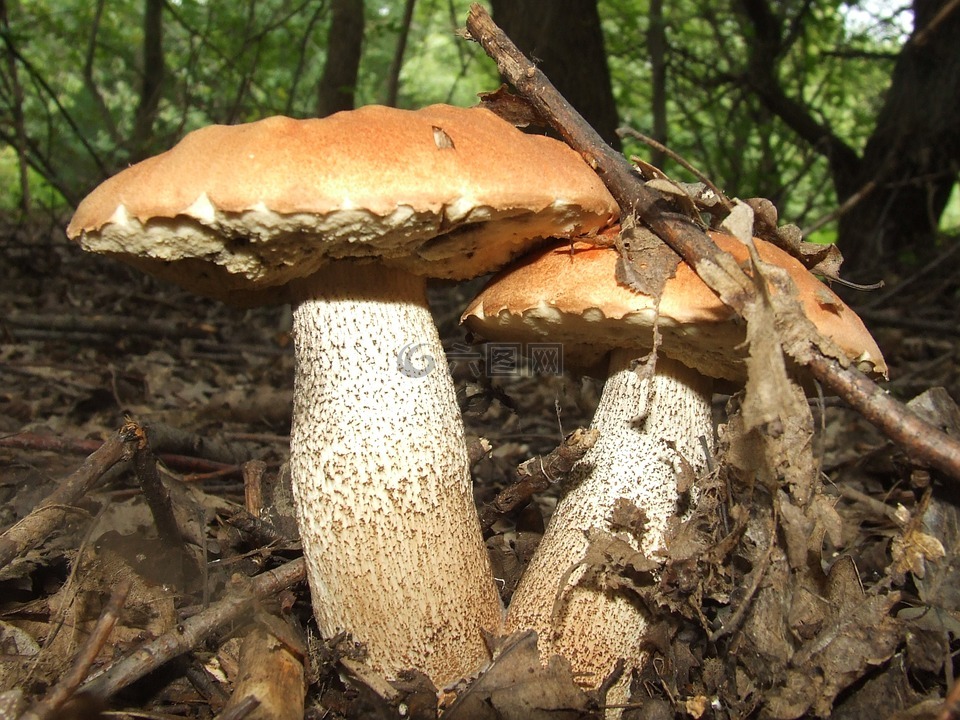 蘑菇,牛肝菌 érdesnyelű,森林