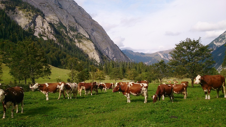 牛,kühe,landschaft