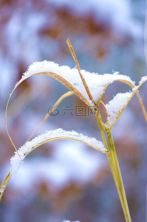 草,雪,干