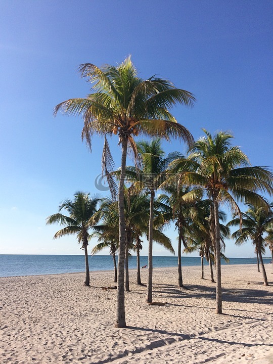 海滩,棕榈树,海
